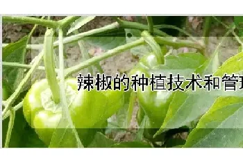 辣椒的种植技术和管理