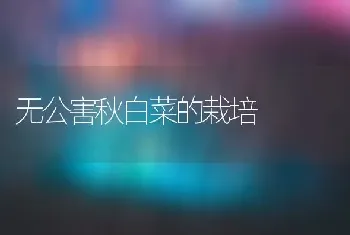 无公害秋白菜的栽培