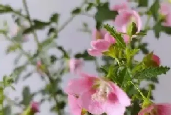 木槿花什么时候开花,花期是每年6~9月份?