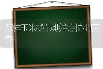 怎样玉米拔节期注意协调营养