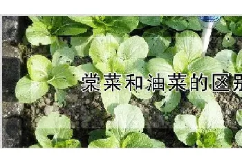 棠菜和油菜的区别