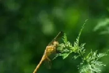 高山植物有哪些?高山植物大全