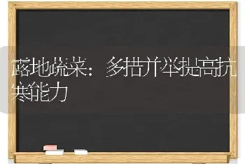 露地蔬菜：多措并举提高抗寒能力