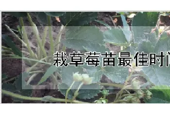 栽草莓苗最佳时间