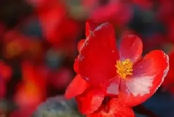 海棠一年开几次花?海棠形态特征与植物学史