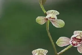 建兰花期多长时间?建兰的功效与作用