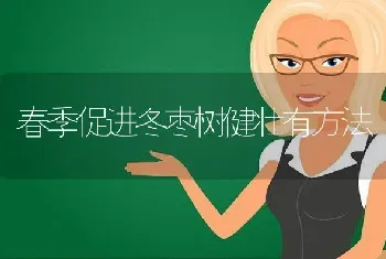 春季促进冬枣树健壮有方法