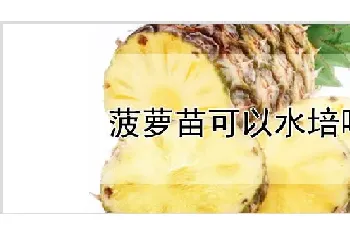 菠萝苗可以水培吗