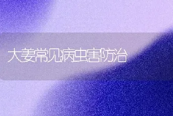 大姜常见病虫害防治