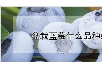 盆栽蓝莓什么品种好