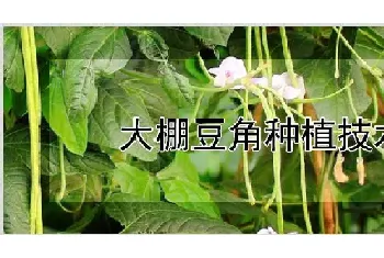 大棚豆角种植技术