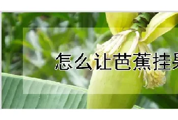 怎么让芭蕉挂果