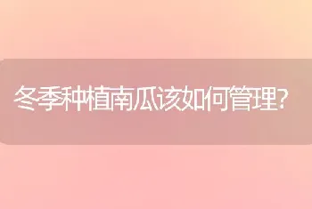 冬季种植南瓜该如何管理?