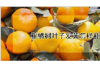 柑橘树叶子发黄怎样补救