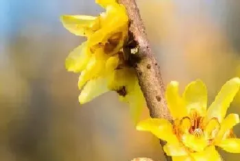 山上开黄花的树有哪些?山上开黄花的树大全