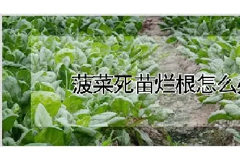 菠菜死苗烂根怎么办