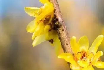 嫁接植物有哪些?嫁接植物大全