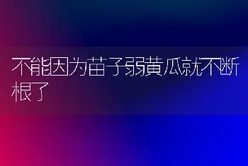 不能因为苗子弱黄瓜就不断根了