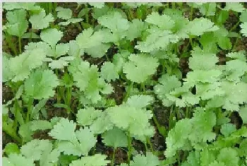 香菜种植技术 什么时候种香菜合适？