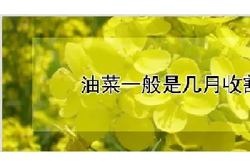 油菜一般是几月收割