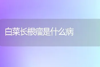 白菜长根瘤是什么病