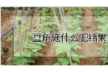 豆角施什么肥结果多