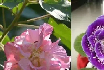 芙蓉花和大岩桐是一种花吗?