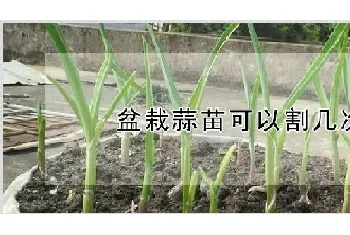 盆栽蒜苗可以割几次