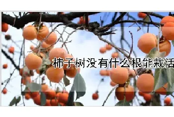 柿子树没有什么根能栽活吗