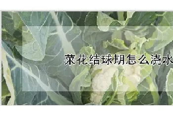 菜花结球期怎么浇水