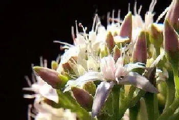 金钱树多久才能开花一次?