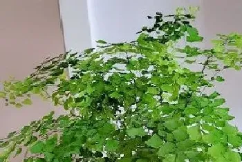 铁线蕨是什么植物类别?