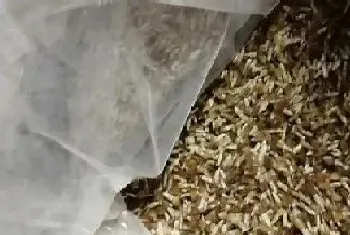 矢车菊什么时候播种最好?矢车菊播种注意事项