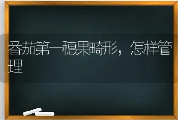 番茄第一穗果畸形,怎样管理