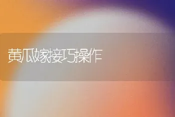 黄瓜嫁接巧操作