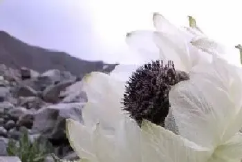 雪莲花是保护植物吗?