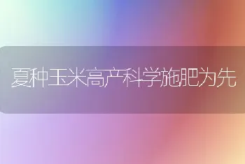 夏种玉米高产科学施肥为先