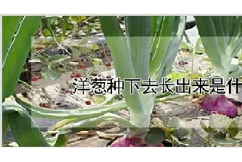 洋葱种下去长出来是什么