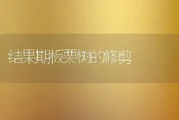 结果期板栗树的修剪