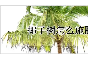 椰子树怎么施肥