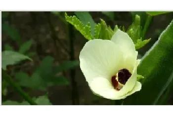 秋葵种植时间及技术要点