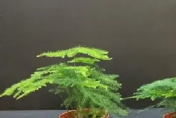 文竹喜水吗,文竹是喜水植物吗?