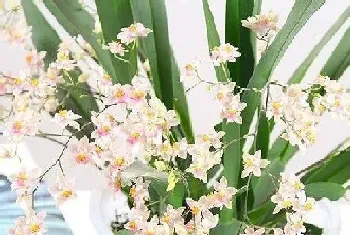 梦香兰一年开几次花,花期月份与时间?