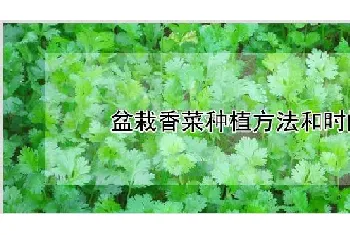 盆栽香菜种植方法和时间