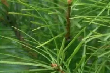 银杉是被子植物吗?银杉植物学介绍