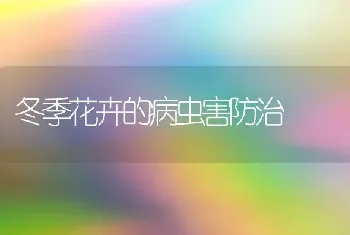 冬季花卉的病虫害防治