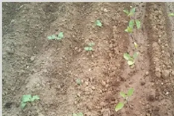 露地茄子种植技术