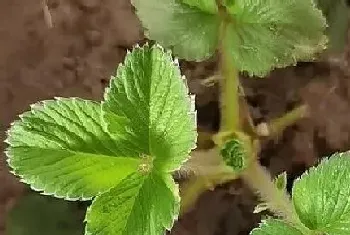 草莓几月份种植最好,什么季节种植合适?草莓几月份种植最好,种植方法和注意事项