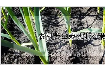 农村大量栽葱怎么栽