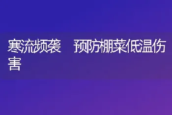 寒流频袭　预防棚菜低温伤害